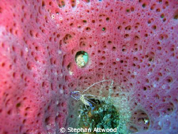 Small blue shrimp inside a piece of coral - Moche deep Ri... by Stephan Attwood 